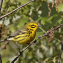Prairie Warbler