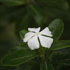 Madagascar periwinkle