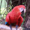 parrot