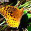 Great Spangled Fritillary