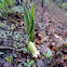 Sessile bellwort or wild oats
