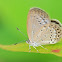 Pale Grass Blue Butterfly