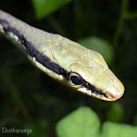 Boulenger's bronzeback