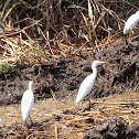 Cattle Egret