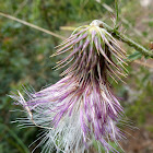 Thistle