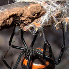Mediterranean black widow