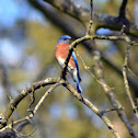 Eastern Bluebird