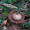 Gekraagde aardster/ Earth star (Geastrum Triplex)