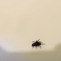 Spiders