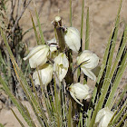 Harriman's yucca