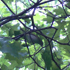 Red-eyed Vireo