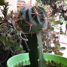 My cacti