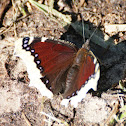 Camberwell Beauty
