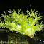 Slug Moth Caterpillar