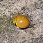 Red Chilocorus
