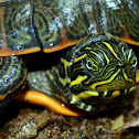 Eastern River Cooter