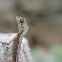 Kangaroo lizard