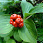 Bunchberry