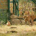 Lince