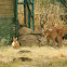 Lince