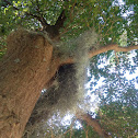 Spanish Moss