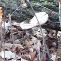 Unknown spotting