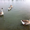 Domestic Goose