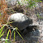Gopher Tortoise