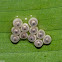 Birth of Owl Butterfly Caterpillars