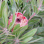 Protea pink ice