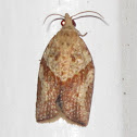 Light Brown Apple Moth