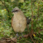 White-browed Coucal