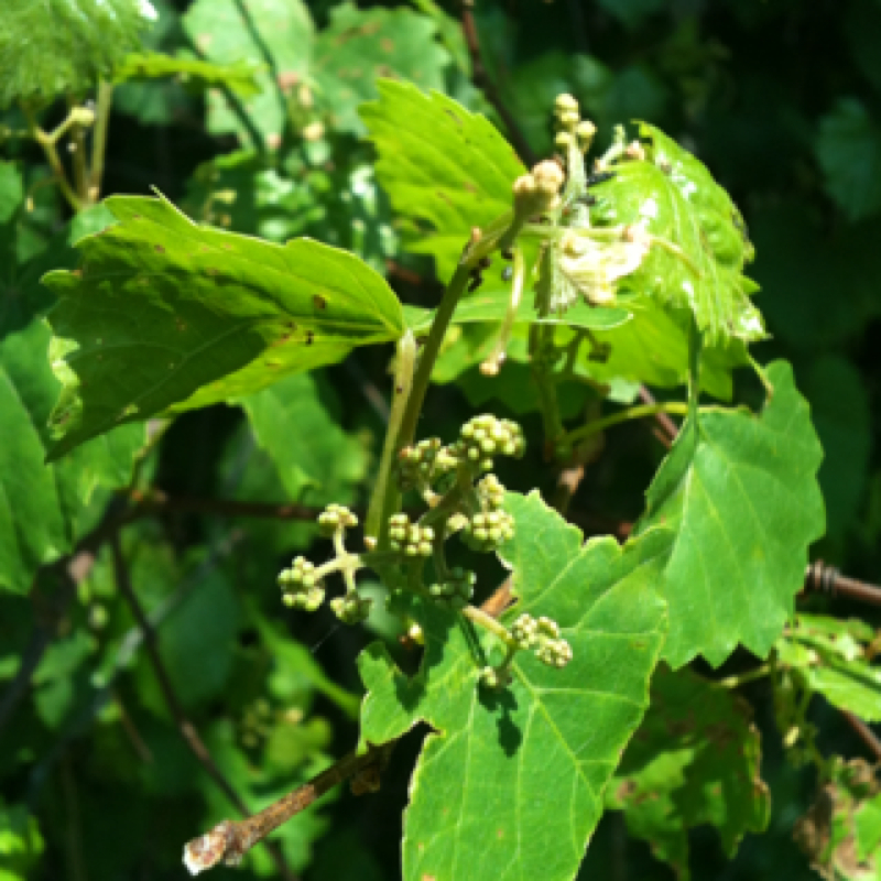Bird grape