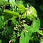 Bird grape