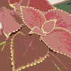 Caladium