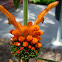Leonotis leonurus