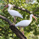 White Ibis
