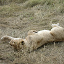 East African Lion