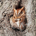 Eastern Screech Owl
