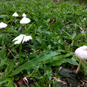 Mushroom