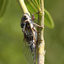 Tibicen Plebejus