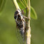 Tibicen Plebejus