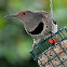 Northern Flicker