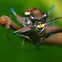 Japanese Tiger Beetle