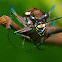 Japanese Tiger Beetle