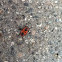 Firebug