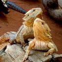 bearded dragons