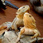 bearded dragons