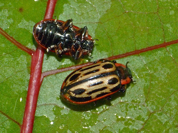Spotting Image 1