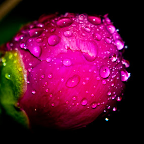 Night Shot by Luc Belisle - Nature Up Close Flowers ( flower )
